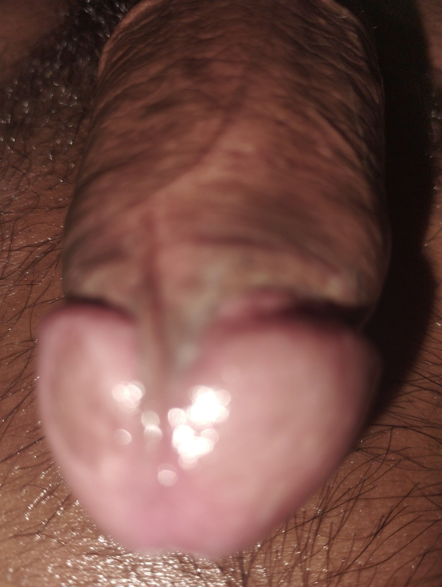 Cock #5