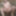 exhibitionist anal dildo fuck exhibitionist belly cumshot 
