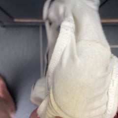 Tanga svršavanje 1